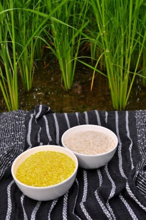 GoldenRice_2